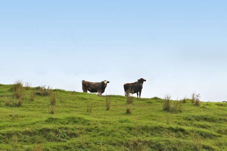 65 Rodney Road Pakiri_8