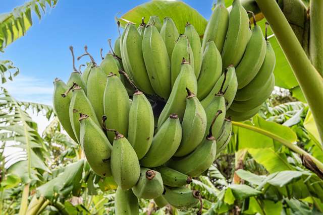 Thriving business, sustainable food forest...