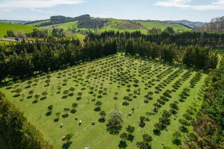 908A Te Ahu Ahu Road, Waimate North Kerikeri_19