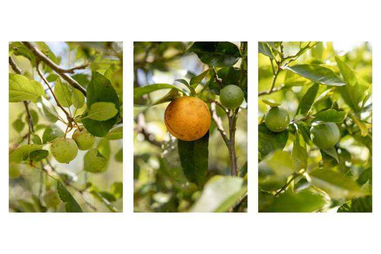 74 Domett Street Kawerau_10