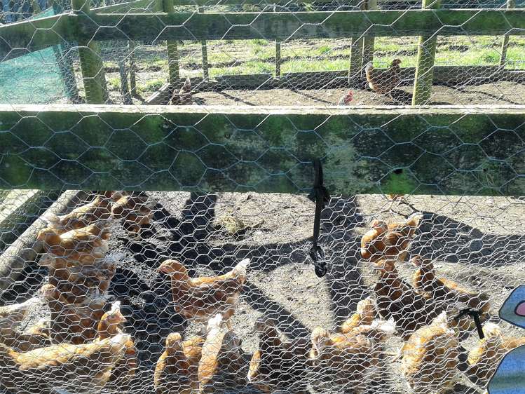 53 Inland North Road Tikorangi_9