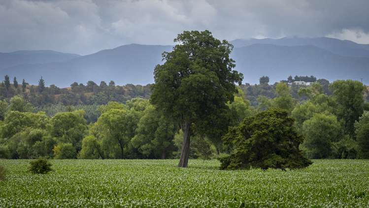 429 Riverside Road Martinborough_19