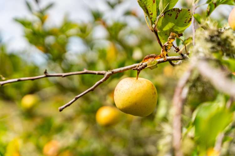 299 Tauraroa Road Maungakaramea_20