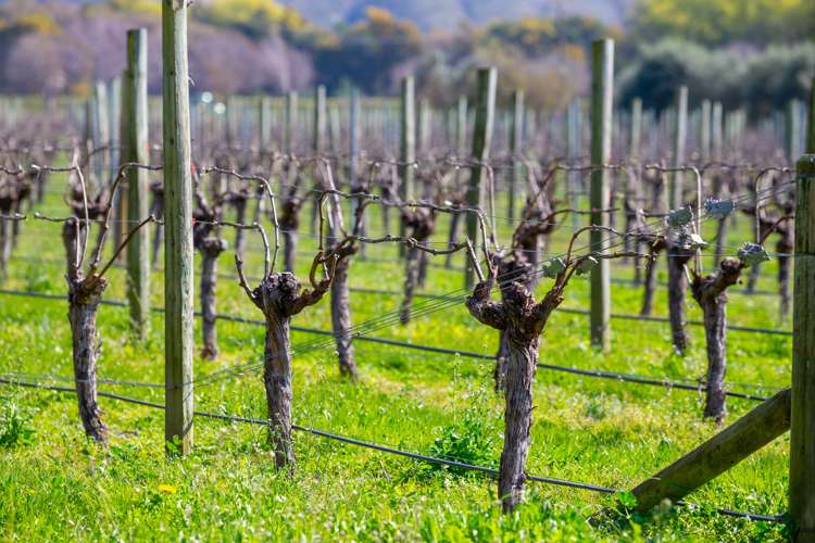 204 Selmes Road Rapaura_18