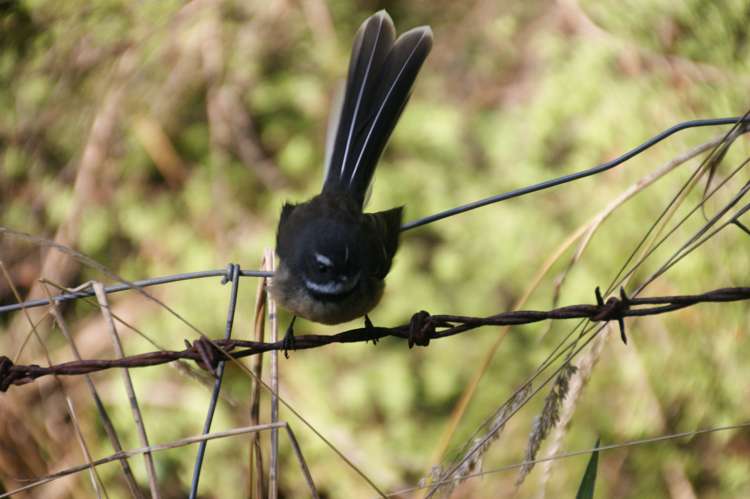 275 Wainui Valley Road Wainui_17