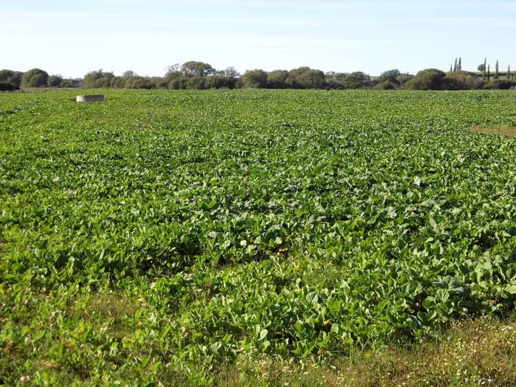 Clarks Field, Alma-Maheno Road Reidston_9