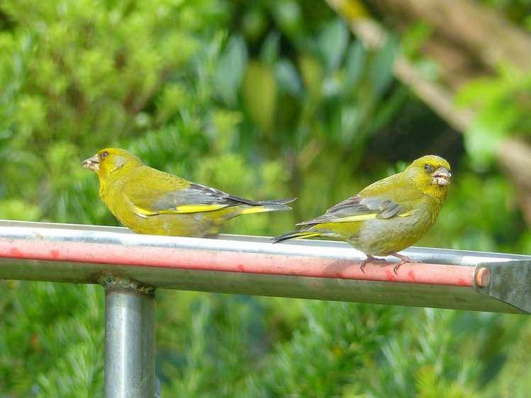 53 Kitewaho Road Swanson_42