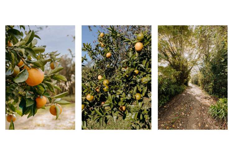 1164 Maniatutu Road Pongakawa_21