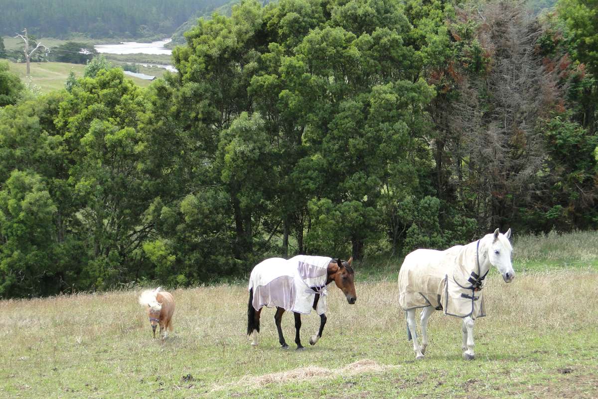 109 Okura River Road_2