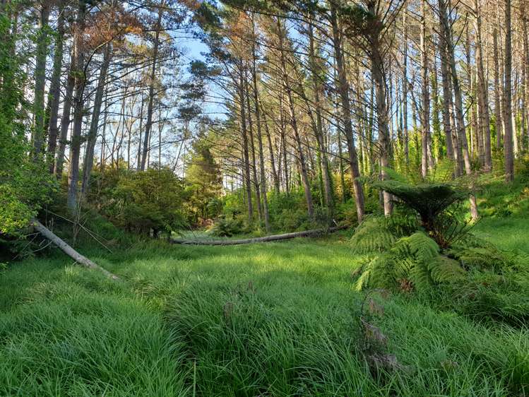 Sterling Road Paparoa_4