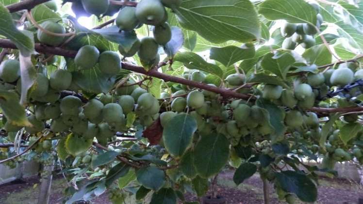 872a Oropi Road Oropi_8