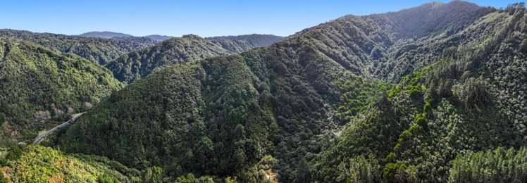 Zero Akatarawa Road Brown Owl_23