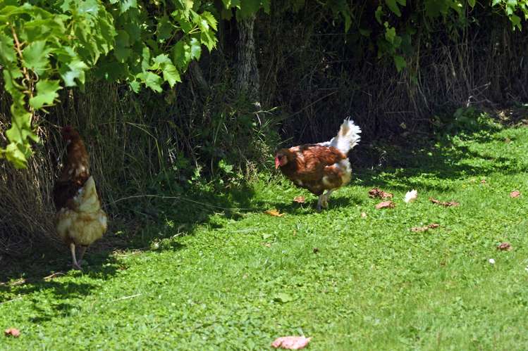 275 Riwaka Valley Road Motueka_5