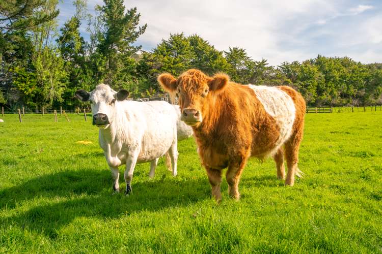 48 Elizabeth Street Waikanae_35