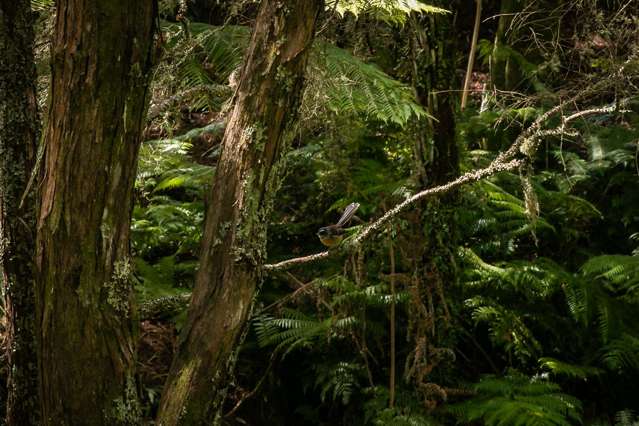 49 Mangotahi Road Thames_4