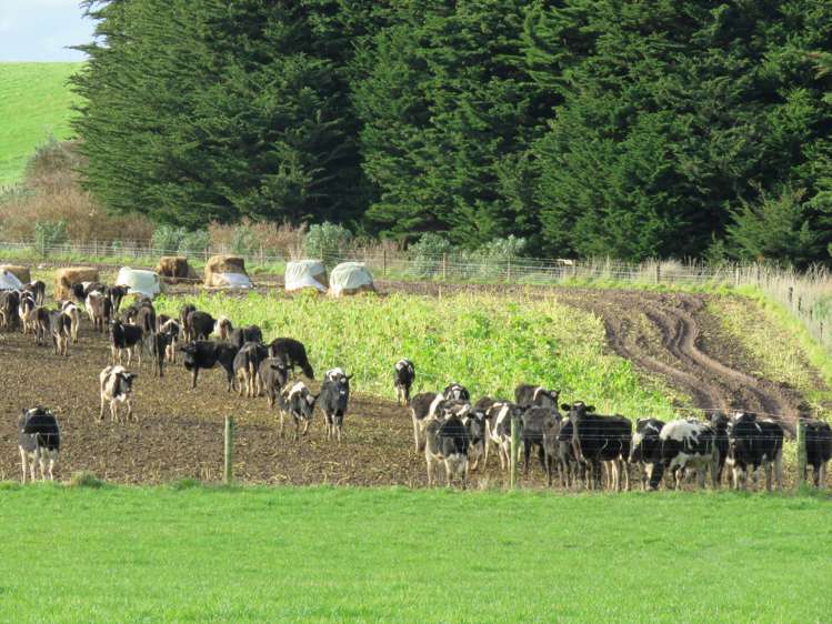 775 Otara Haldane Road Wyndham Surrounds_14