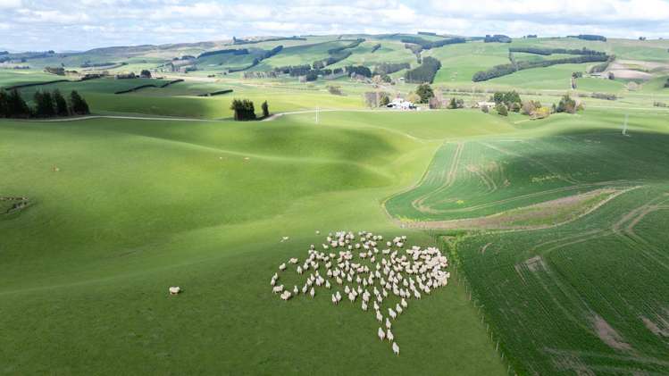 559 Waipahi Highway Mcnab_8