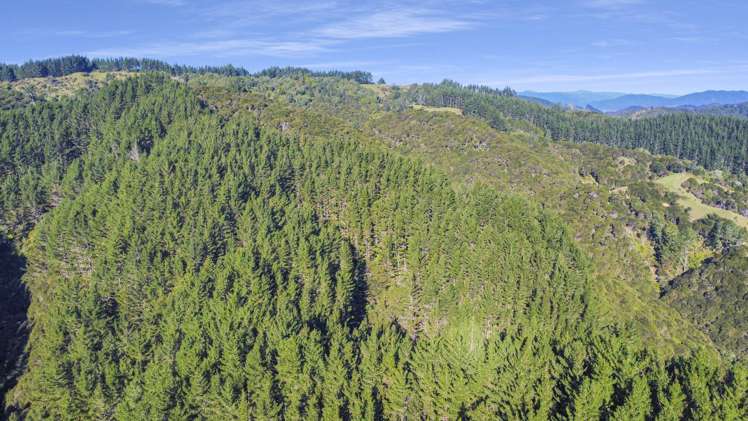 1 State Highway 2 Taneatua_10