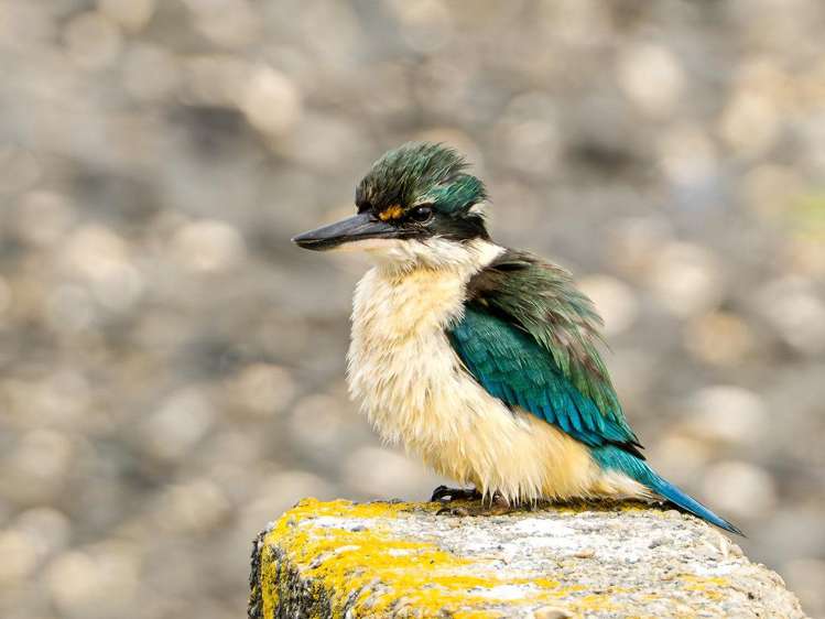 46 Bayview Crescent Duvauchelle_32