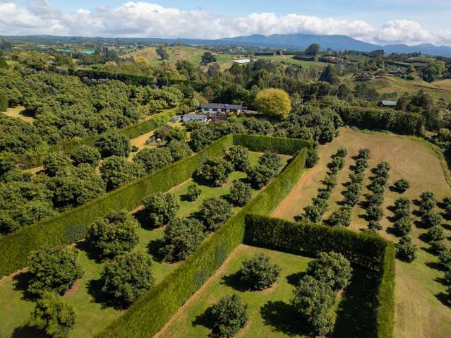 313 Youngson Road Whakamarama_3