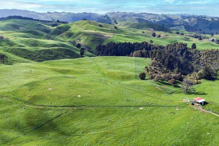 494B Dods Road Waikite Valley_7