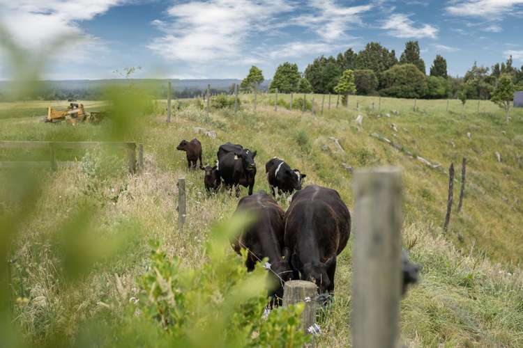 1300 Pongakawa Bush Road Pongakawa_17