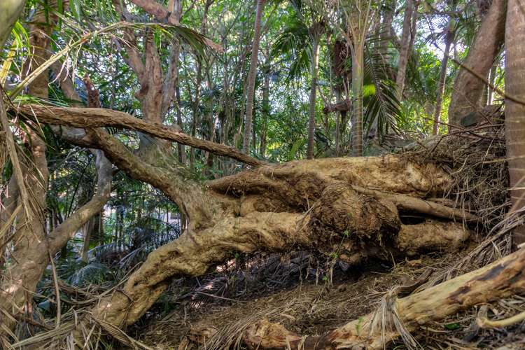 48 Scott Road Tamaterau_12