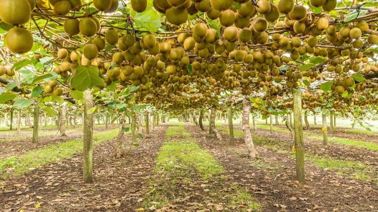 872a Oropi Road Oropi_7