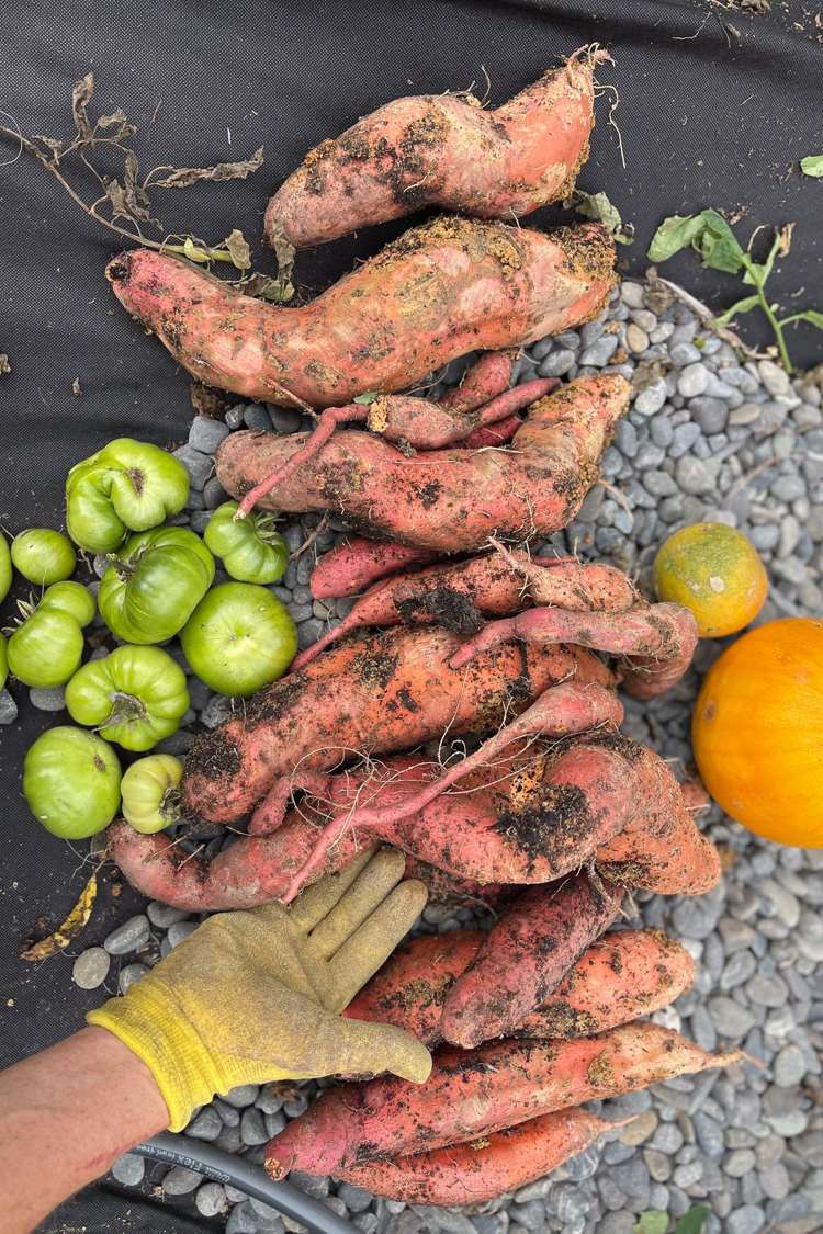 32 Admiral Way Tutukaka_13