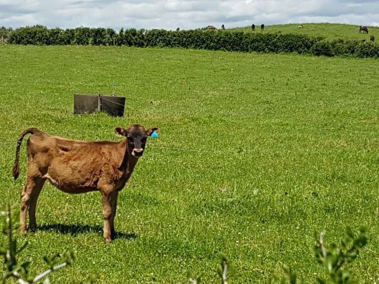 80 Koru Road Omata_18