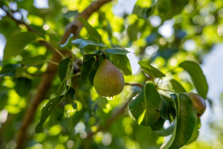 188 Ellerton Valhalla Road Kekerengu_51