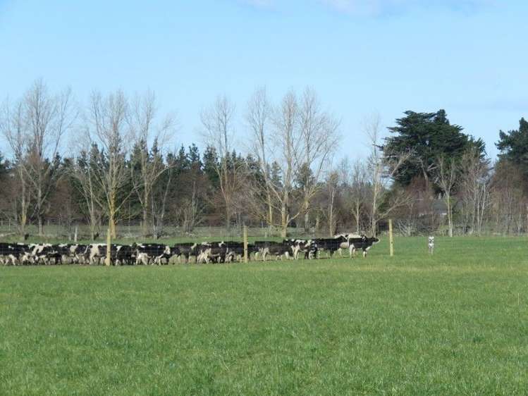 1248 Peel Forest Road Mesopotamia_17