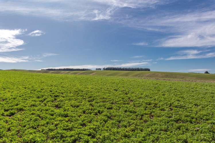 277 Mackenzies Road Waipara_16