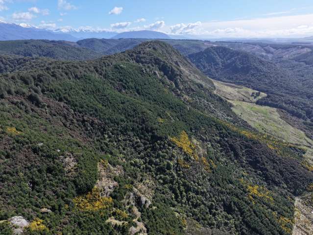 Forestry & Livestock Investment Opportunity