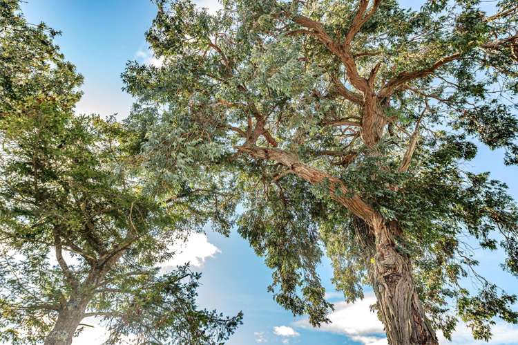 36 Stewart Street Aramoho_31