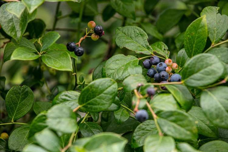 12 Preston Drive Katikati_21