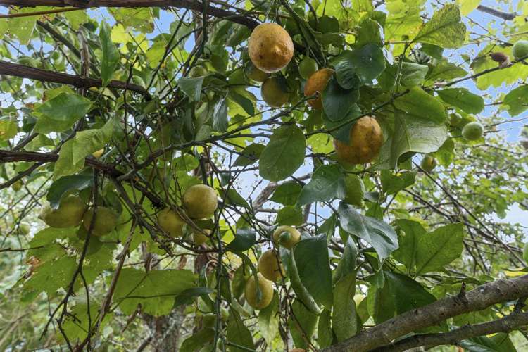 11 Hamua Place Waitara_15