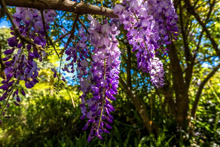 25 Makora Avenue Oneroa_25