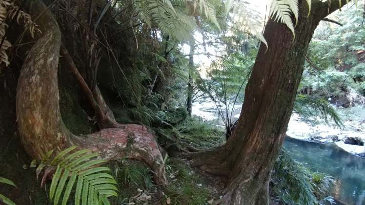 210 Wainui South Road Whakamarama_21