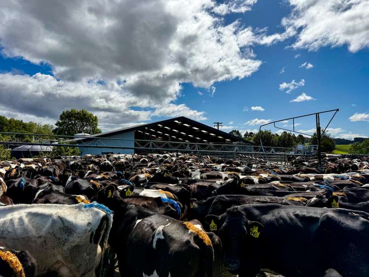 473 Clifden Gorge Road Eastern Bush_17