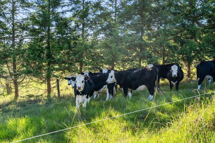 253 Attwood Road Ruatangata_18