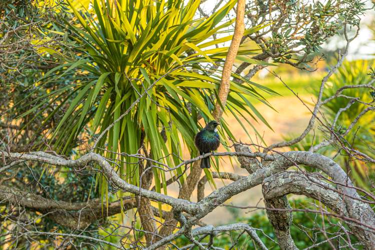 29 Matapana Road Palm Beach_16