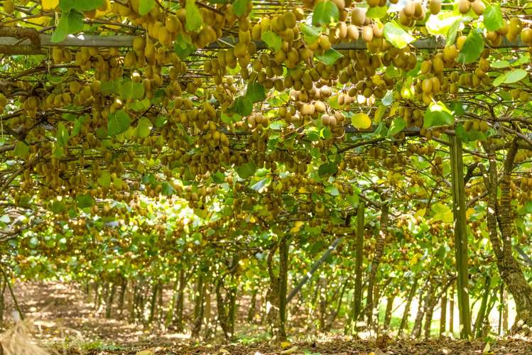 40 Woodland Road Tahawai_12