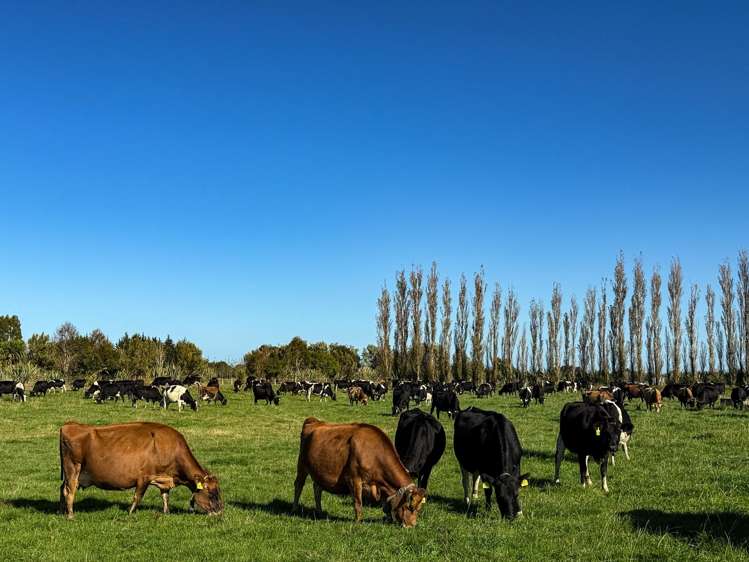 403 Island Edendale Road Menzies Ferry_20