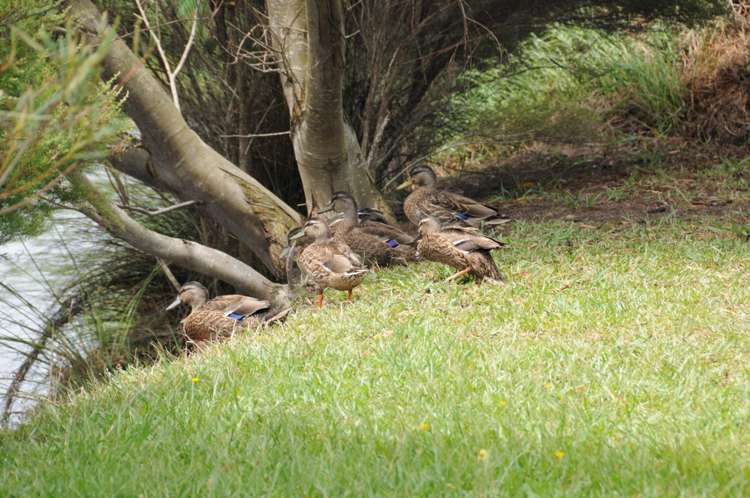 53 Kedge Drive Mangawhai_10