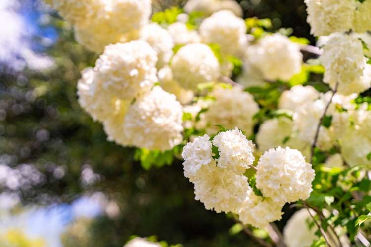 35 Lawrence Road Mangawhai_35