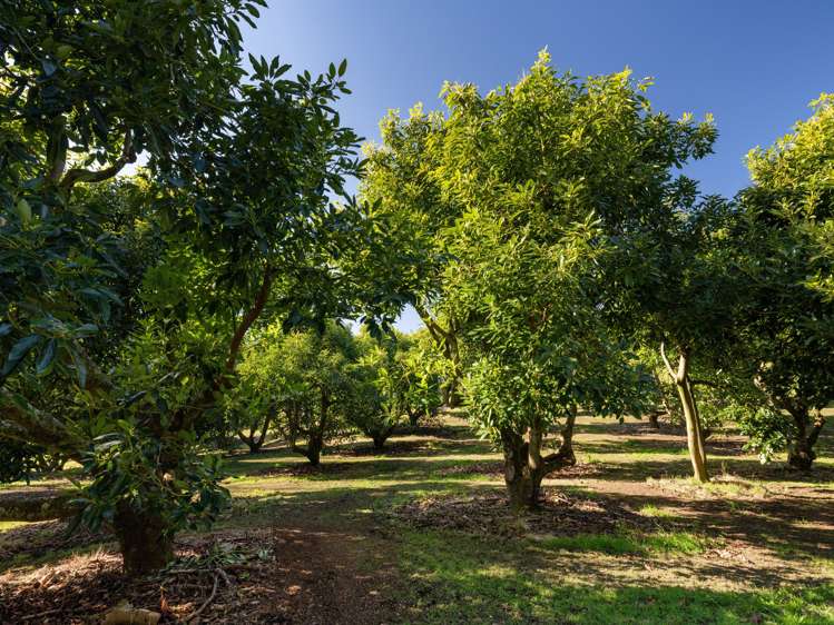 196 Whakamarama Road Whakamarama_26