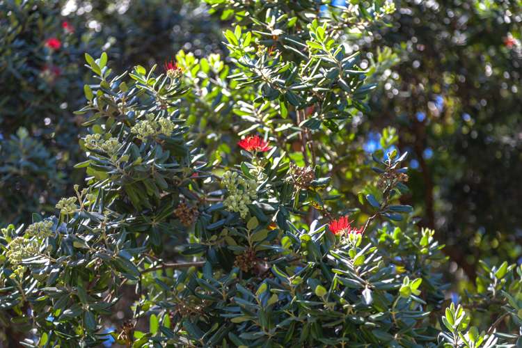 4 Wigmore Crescent Hahei_10