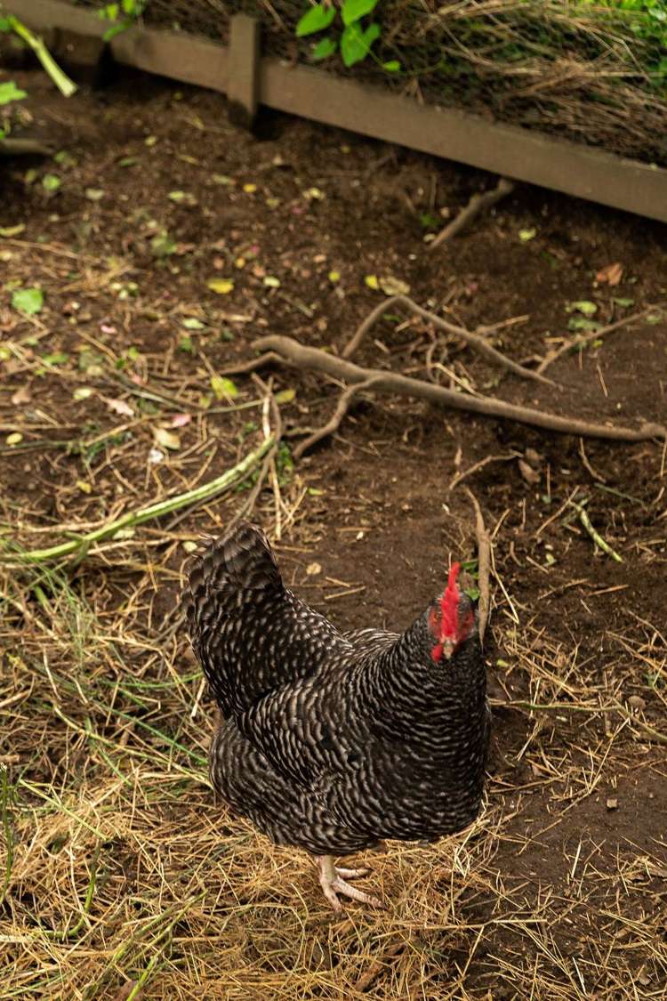 42 Galbraith Street Waihi_22