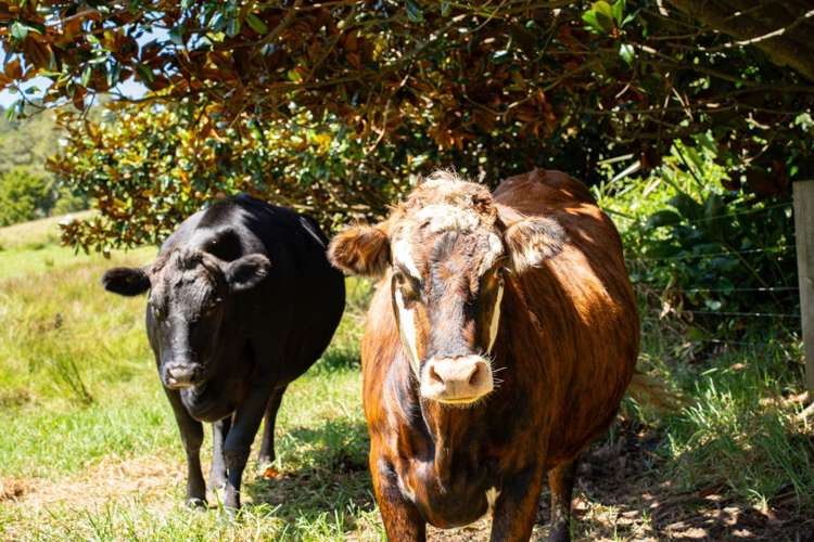 549 Helmsdale Road Waipu_27